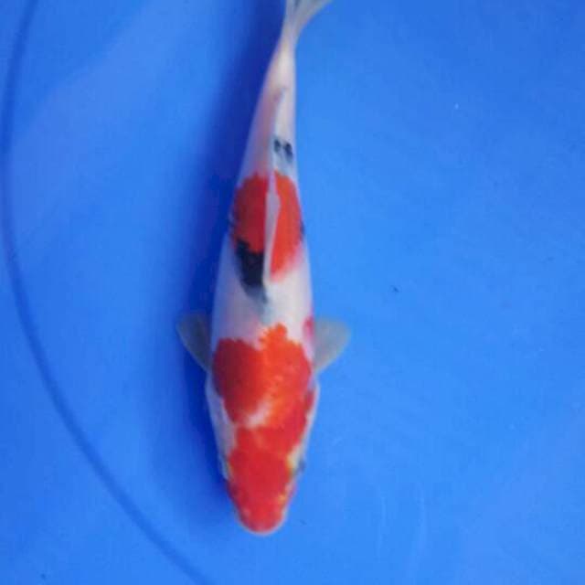 Sanke 21 cm