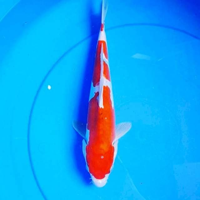 30CM Doitsu
