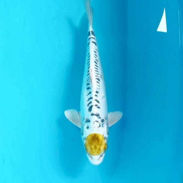 Tancho Hariwake Doitsu, 31 cm
