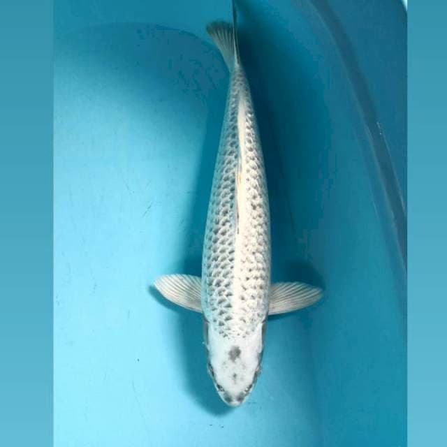 Ginrin, jantan 49 cm