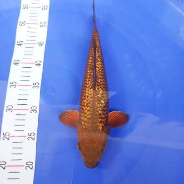 midori ginrin 35cm
