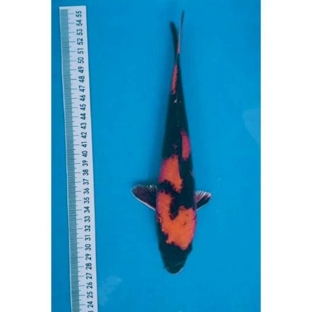 Kin utsuri 24 cm