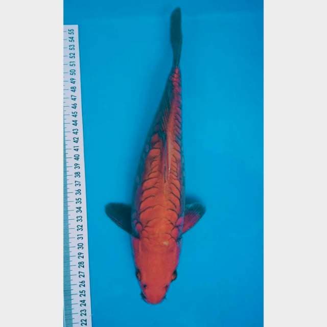 Chagoi Sisik Naga 30 cm