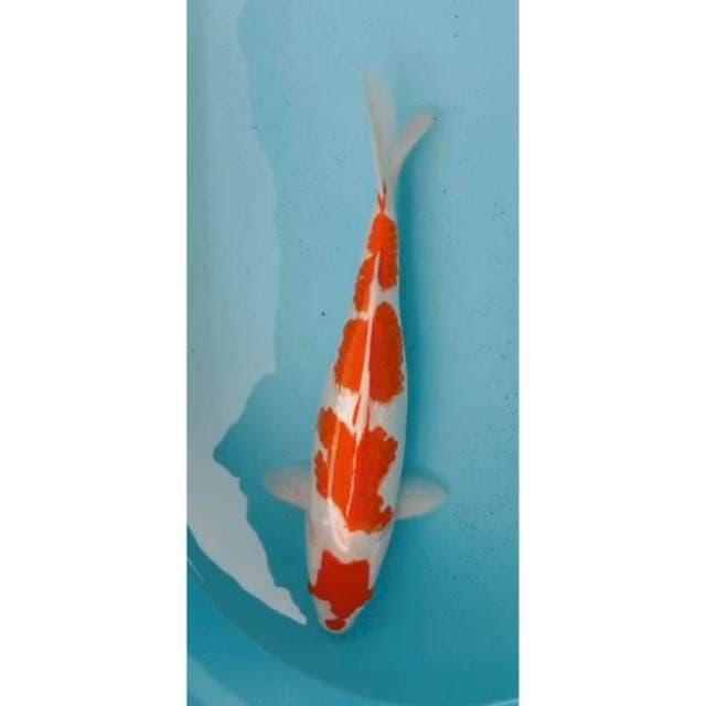 kohaku gindrin 43 cm