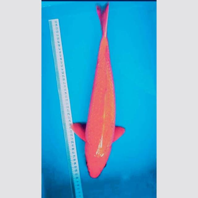 Chagoi Ginrin 46 cm