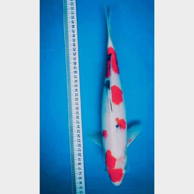 Sanke 35 cm