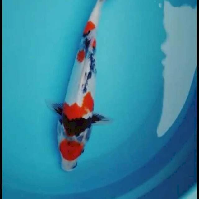 showa