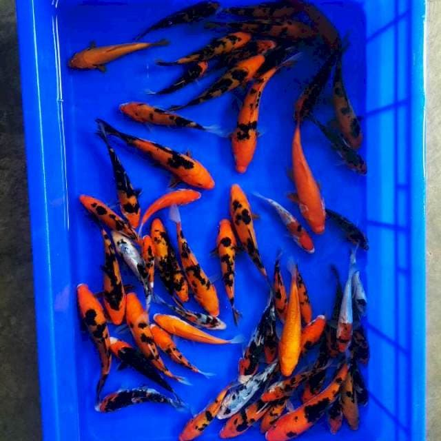 Mix jozz merah 130ekor 5-10up