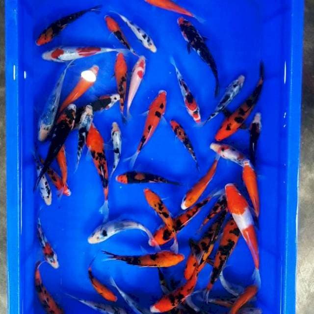 Mix jozz merah 130ekor 5-10up