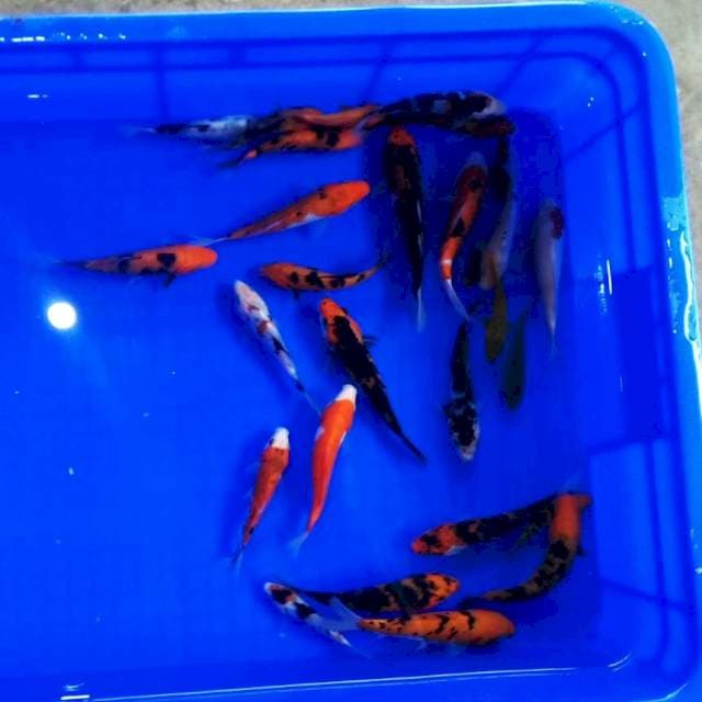 Mix jozz merah 130ekor 5-10up