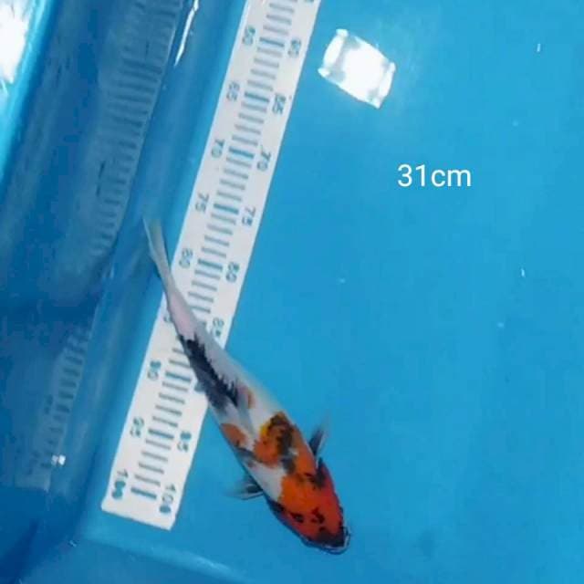 Showa 31cm