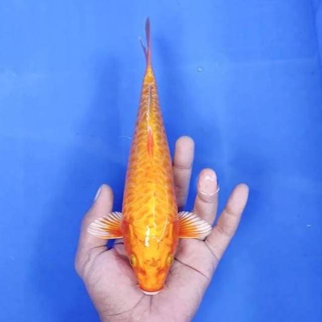 2.Kawari Aragoke || 24 cm
