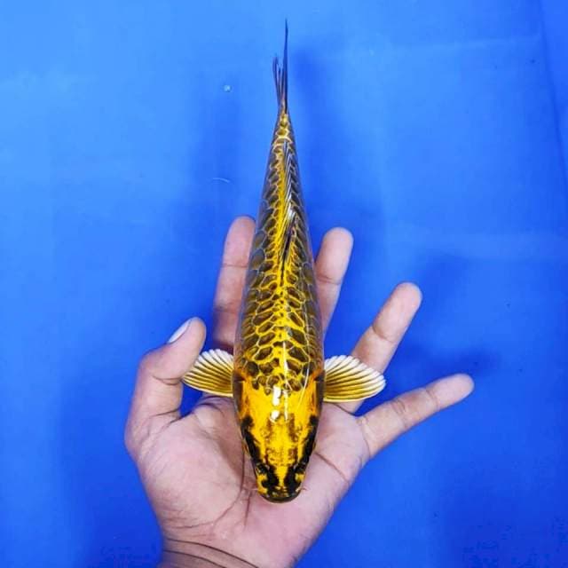 3. Mukasi Aragoke || 23 cm