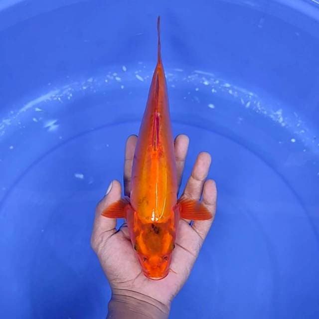 6. Doitsu || 29 cm