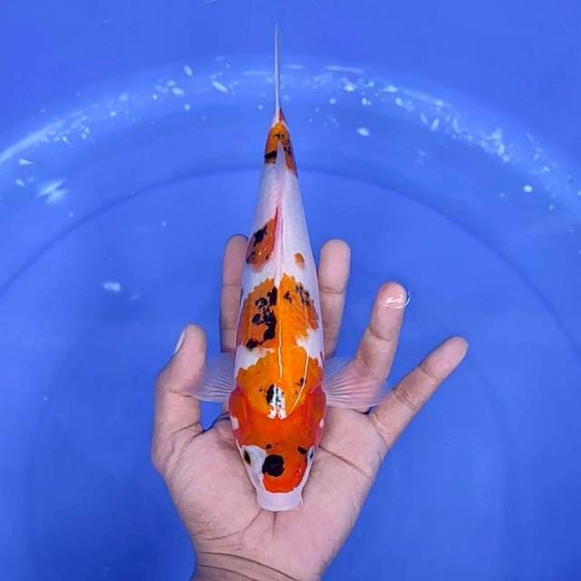 7. Sanke || 25 cm