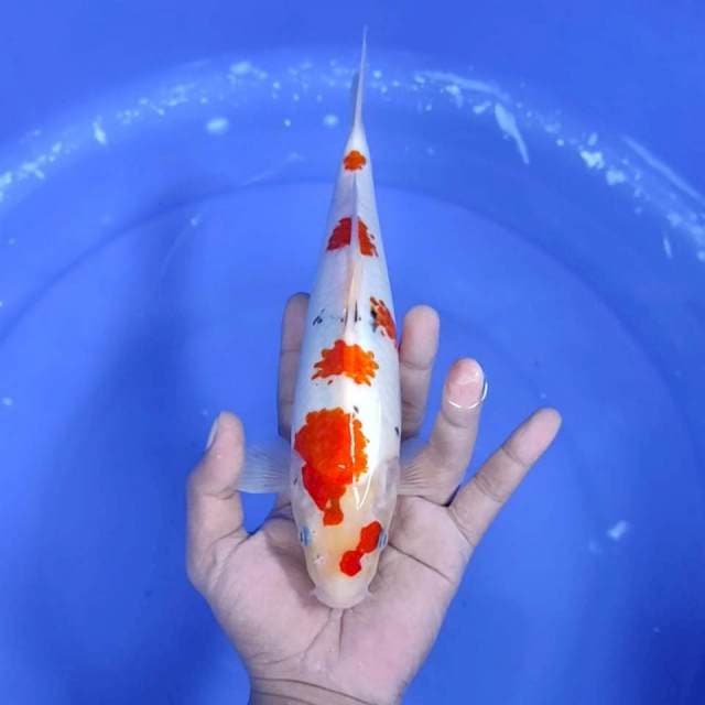 9. Kanoko Sanke Sakura || 27 cm || Jantan