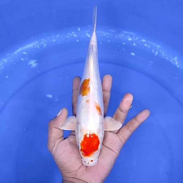 10. Maruten Kikushu || 27 cm