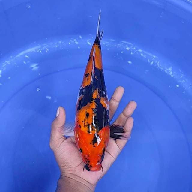 11. Hi Showa Galak || 29 cm