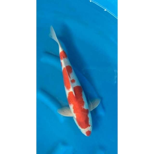kohaku kucibeni 44 cm