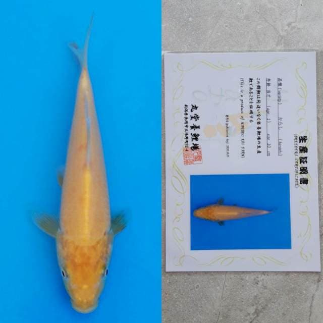 marudo karashi 15cm serty