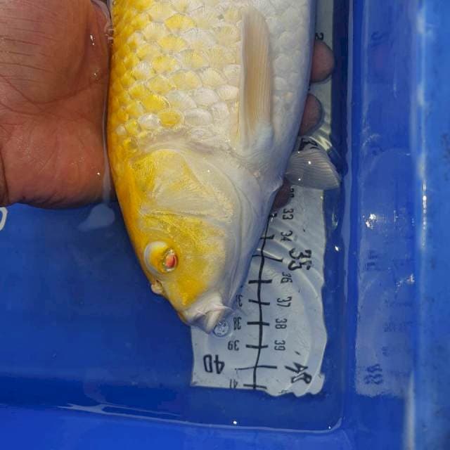Mata Merah 34cm
