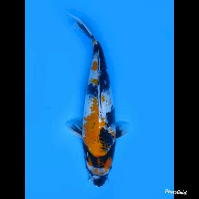 30cm Male , Ki Showa Kanoko