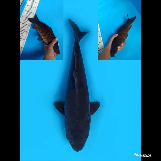 30cm male , Karasugoi Dada Merah