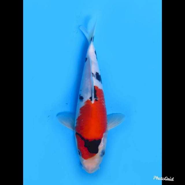 23cm male , Kindai Showa