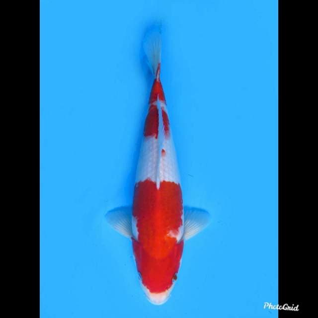 34cm male , Red Kohaku