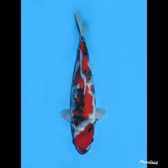 35cm male , Red Tategoi Showa Ori