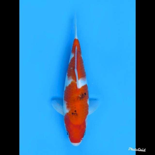 27cm male , Sanke Tategoi