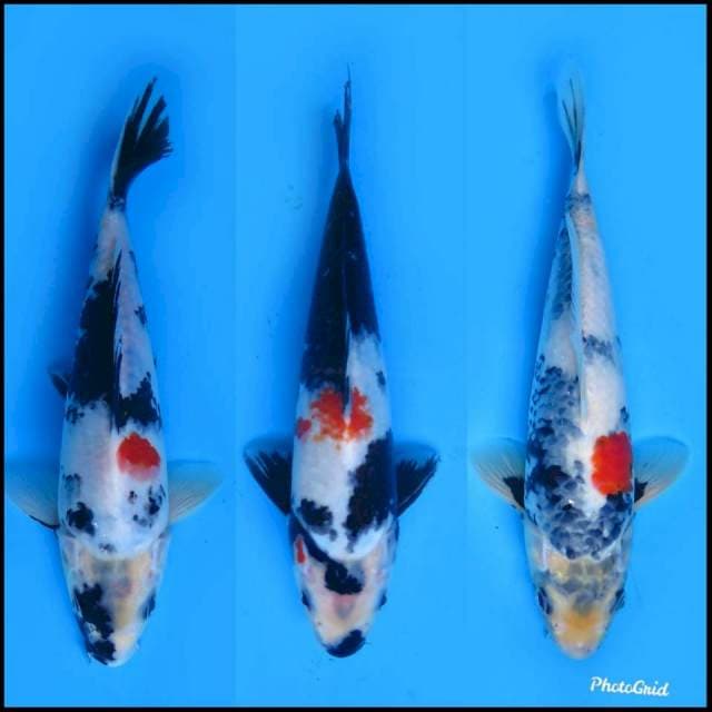 25-27cm Male , Paket 3ekor