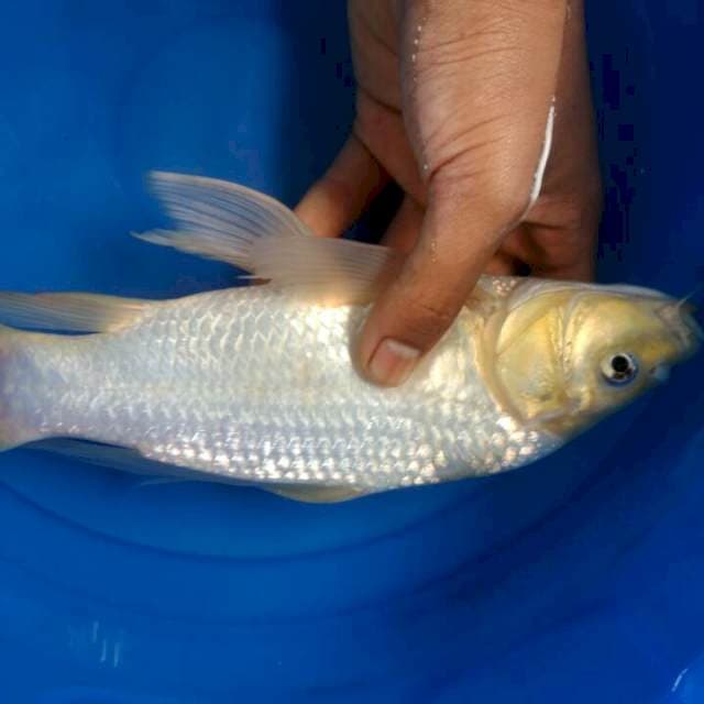 Kumpay Shiromuji