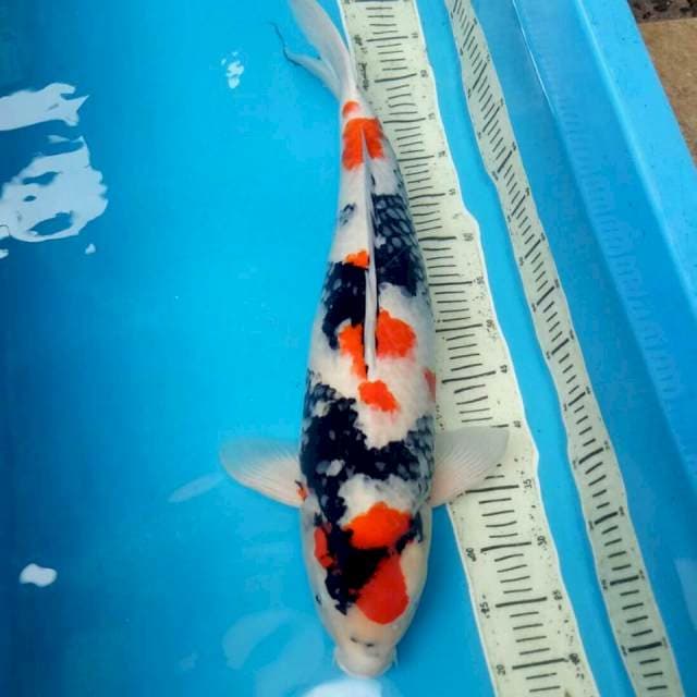 Showa 60 Cm