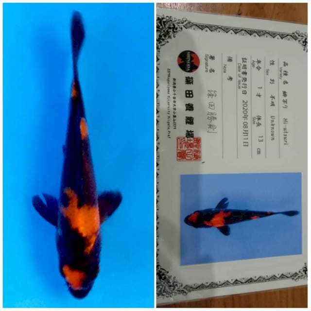 Hi Utsuri Shinoda 🇯🇵⛩️