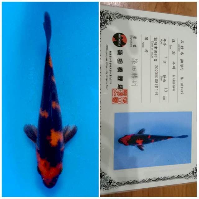 Hi Utsuri Shinoda 🇯🇵⛩️