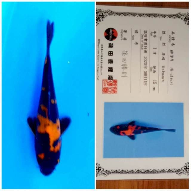 Hi Utsuri Shinoda 🇯🇵⛩️