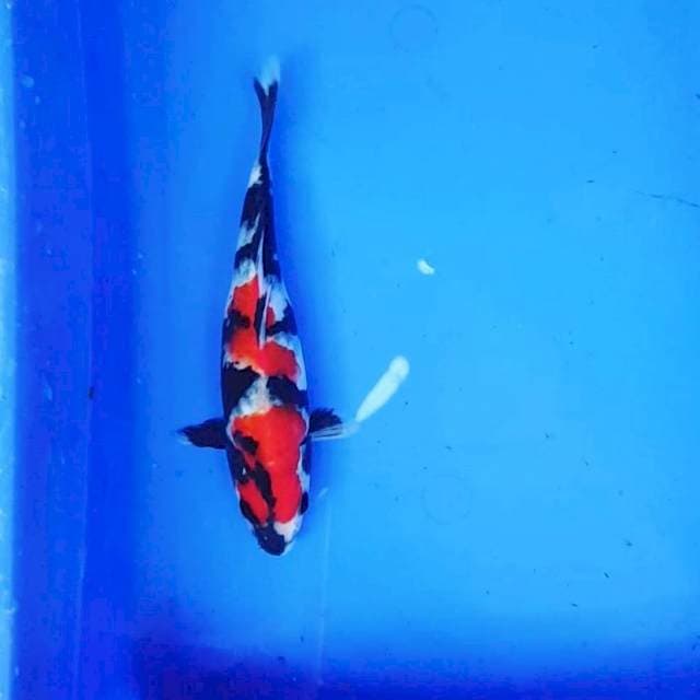 SHOWA MANTAB 23CM