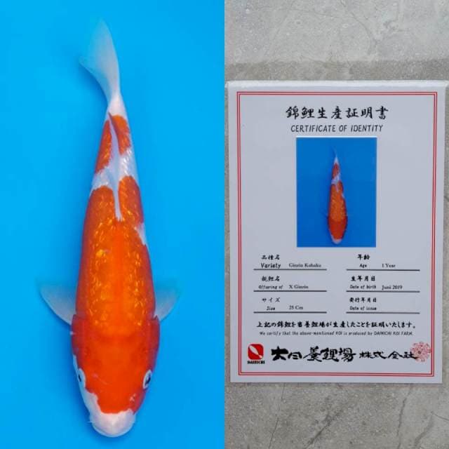 dainichi kohaku ginrin 28cm serty