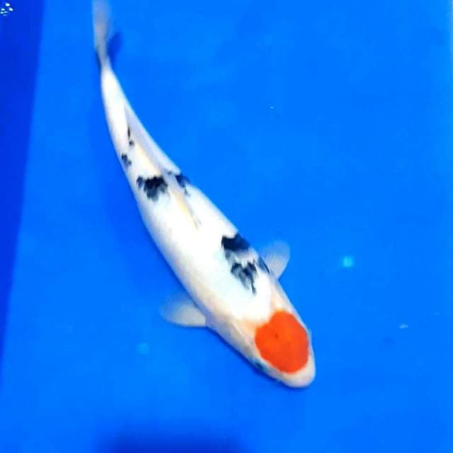 Tancho sanke 31 cm