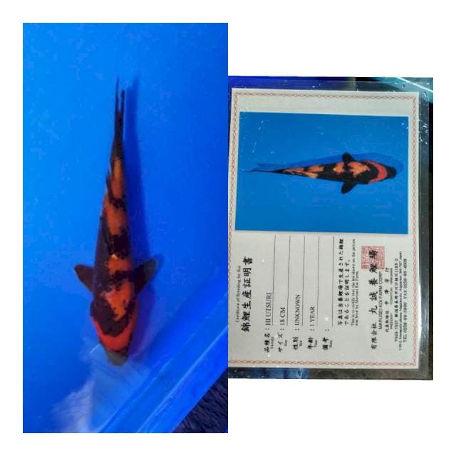 Hi utsuri marusei