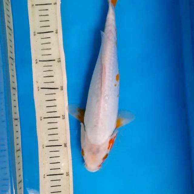 Khosui 34cm