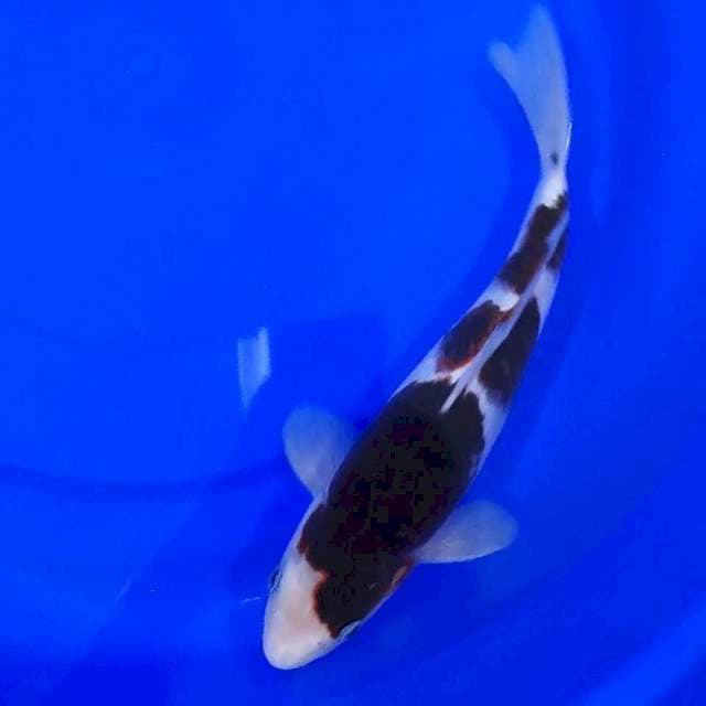 BUDO GOROMO 29CM SQ...๐ช๐ป๐ช๐ป๐ช๐ป