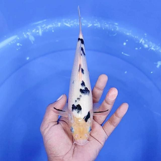 Bekko / 24 cm