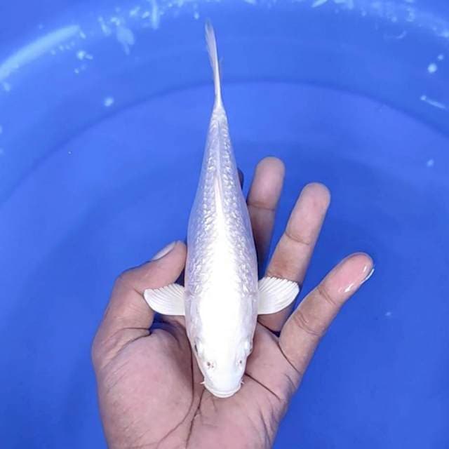 Platinum gindrin / 20 cm