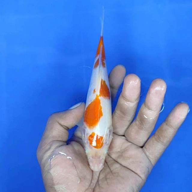 Kuhaku / 17 cm