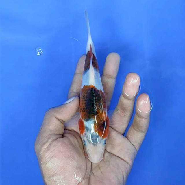 Goromo / 17 cm