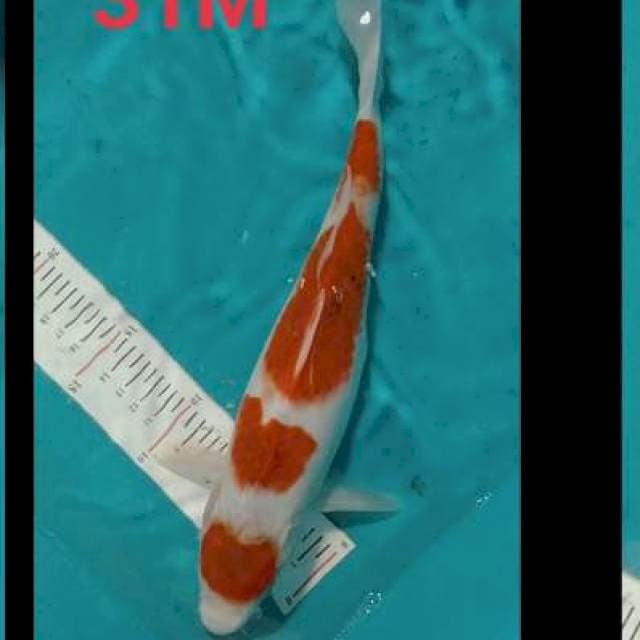 Maruten Ai goromo ๐ฏ๐ต๐ฎ๐ฉ๐ฎ๐ฉ๐ฏ๐ต 31cm
