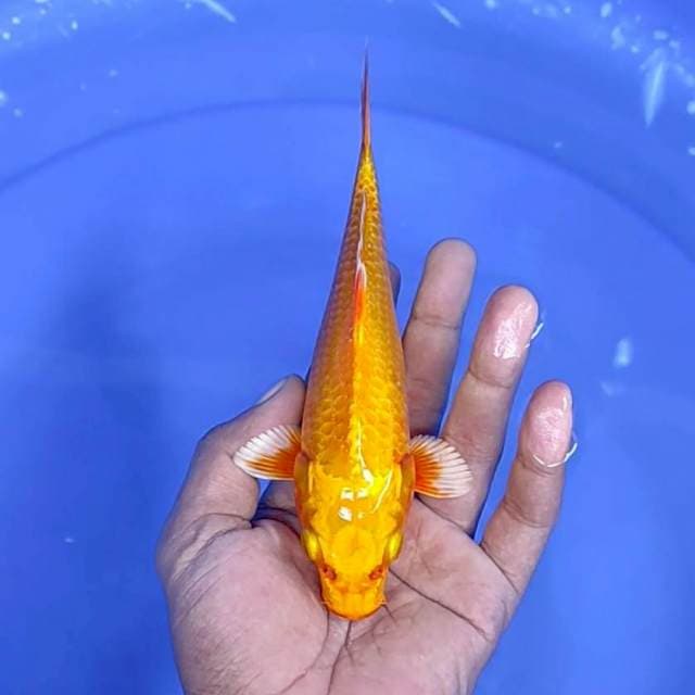 Hajiro Hikari / 19 cm