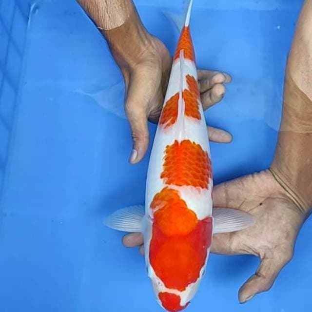 Kohaku 38cm